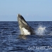whale_humpback_sb_h_2569_dom2626.jpg